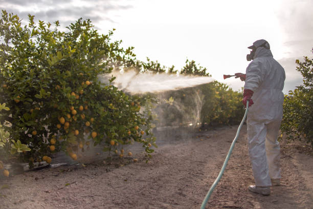 Best Pest Control Treatment  in Davis, OK